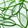 Organic Aloe Vera Gel