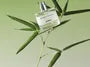 Dive Into Verde Parfume - 3 Flavors