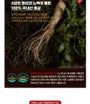 Korean Fermented Red Ginseng Extract 365