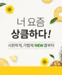 Kombucha Yeast Probiotics Bundle Set