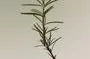 Rosemary Scalp Scaling Shampoo