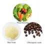 Yeast x Enzyme 219 Diet Tablets