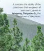 Pine Calming Cica Body Wash