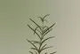 Rosemary Scalp Scaling Shampoo