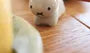 Miffy Chopsticks Rest (S)