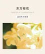 Oriental Osmanthus Eau De Parfum
