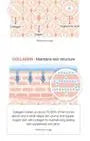 Triple Collagen Cream 4.0